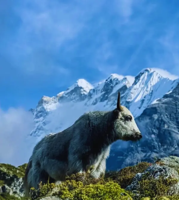 Langtang Valley Trek Difficulty: A First-Timer's Guide to Altitude and Safety