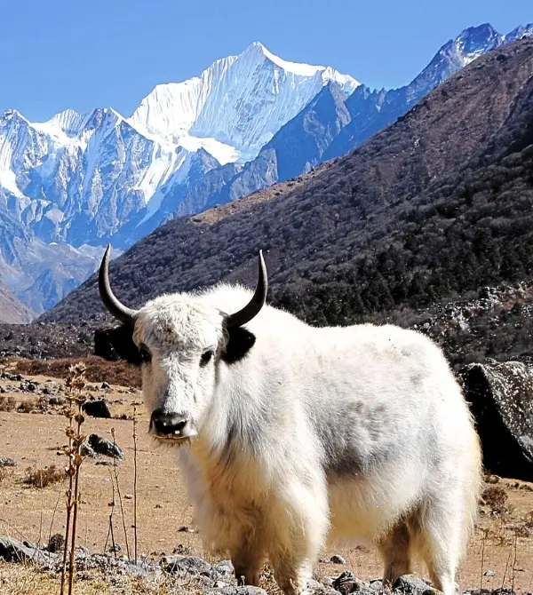 Beyond the Peaks: Discovering Langtang's Tamang Culture and Hidden Wildlife