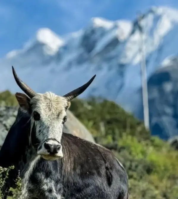 Langtang Valley Trek Cost and Itinerary