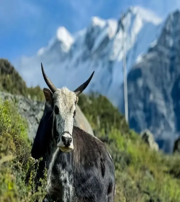 Best Time to Trek Langtang Valley: Spring vs. Autumn Showdown