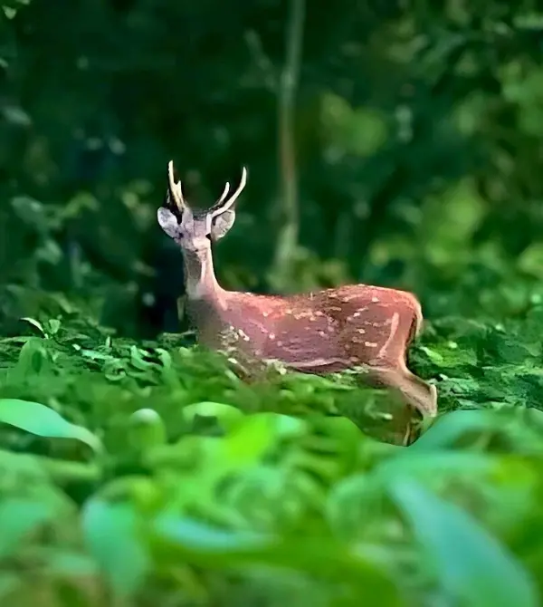 Wild Nepal: The Ultimate Chitwan Jungle Safari Guide 2026