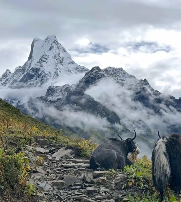 The Perfect 4-Days: Ghorepani Poon Hill Trek
