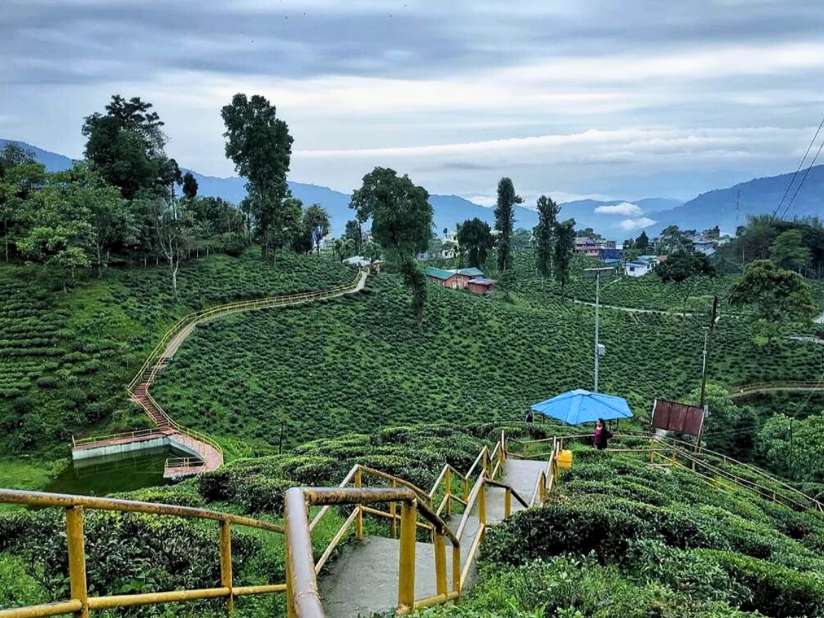 Ilam Tea Garden